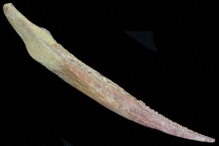 Hybodus Shark Dorsal Spine - Cretaceous (Composite) #73120